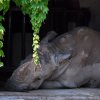 Pistoia Zoo
