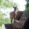 Pistoia Zoo