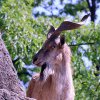 Pistoia Zoo