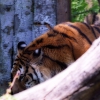 Pistoia Zoo