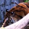 Pistoia Zoo