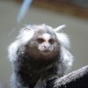Pistoia Zoo