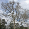Old tree in the Park