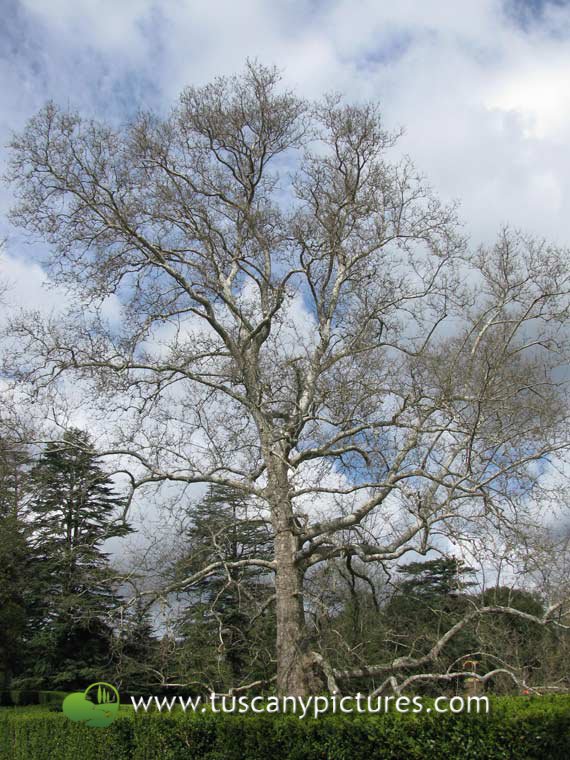 Old tree in the Park