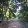 Avenue in the Park