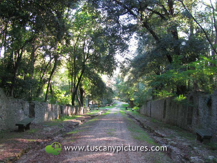 Avenue in the Park