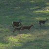 Deers running in the Park