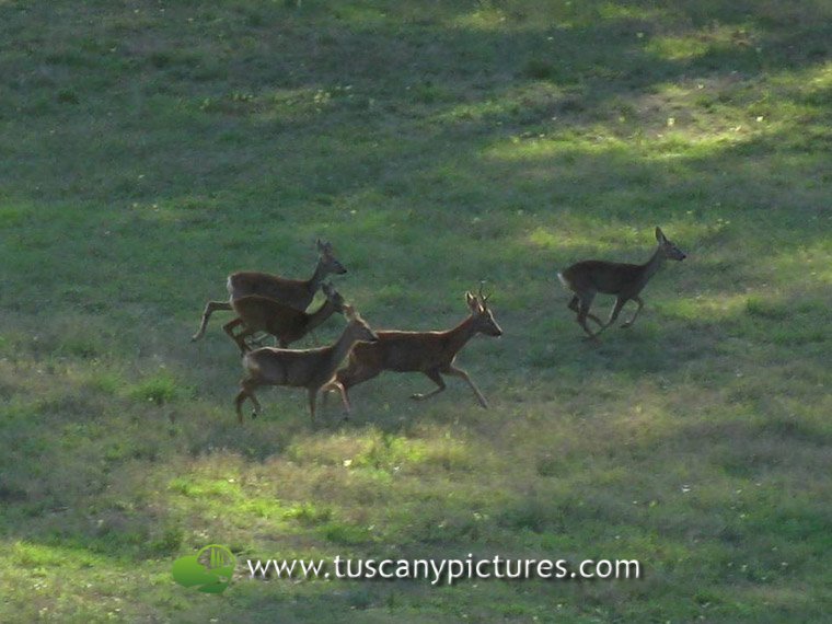 Deers running in the Park
