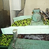 Olive Harvesting