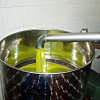 Olive Harvesting