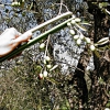 Olive Harvesting