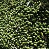 Olive Harvesting