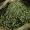 Olive Harvesting