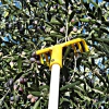 Olive Harvesting