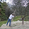 Olive Harvesting