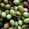 Olive harvesting