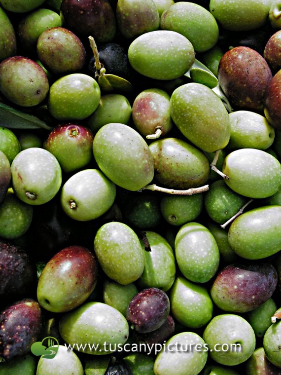 Olive Harvesting