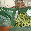 Olive Harvesting