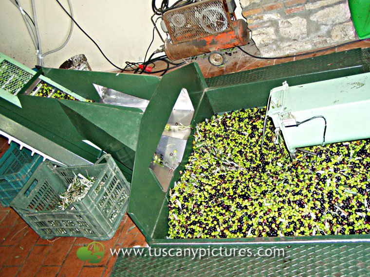 Olive Harvesting