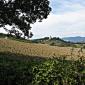 Trebbio