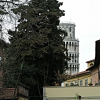 Pisa