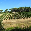 Castelfiorentino