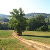 Castelfiorentino