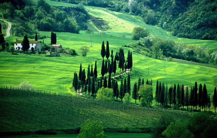 Chianti near Florence