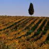Chianti