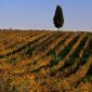 Chianti