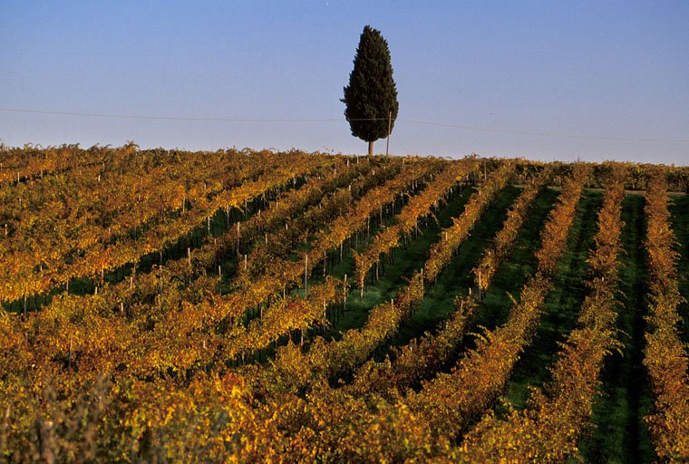 Chianti