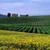 Chianti near Cerbaia Val di Pesa