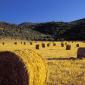 Maremma near Roselle