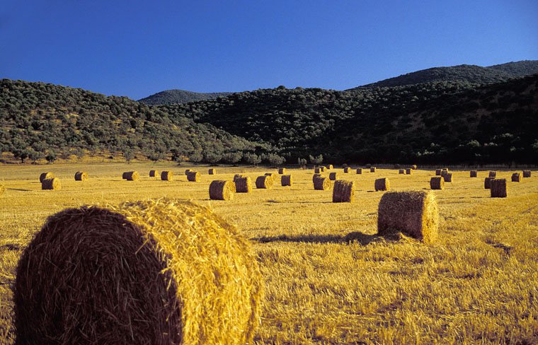 Maremma near Roselle