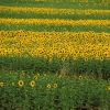 Maremma near Suvereto