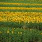 Maremma near Suvereto