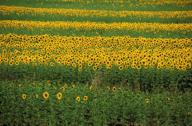 Maremma near Suvereto