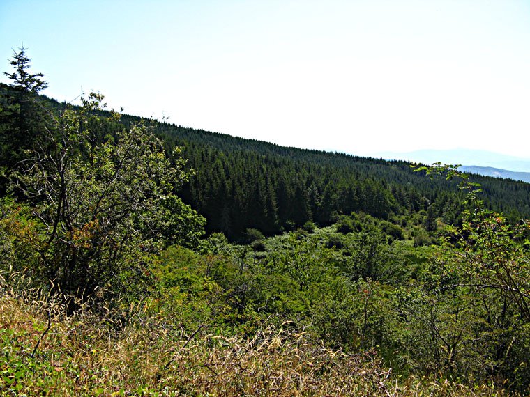 Monte Falterona