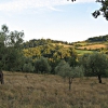 Trebbio