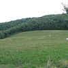 Trebbio