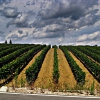 Poggibonsi - Tuscan Vineyards