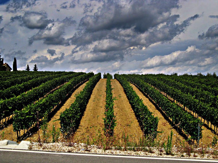 Poggibonsi - Tuscan Vineyards