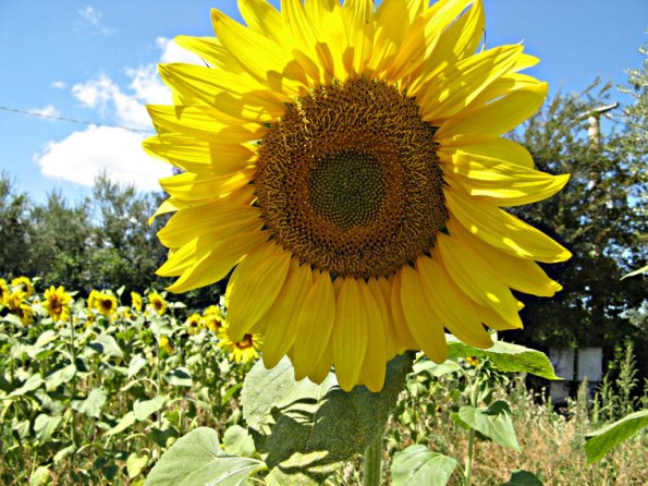 sunflowers09