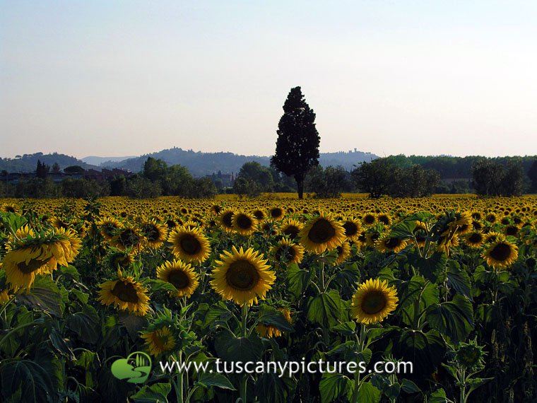 Sunflowers