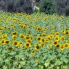 Sunflowers Field