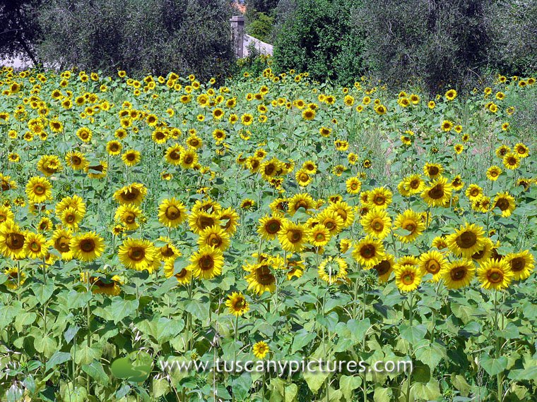 Sunflowers Field