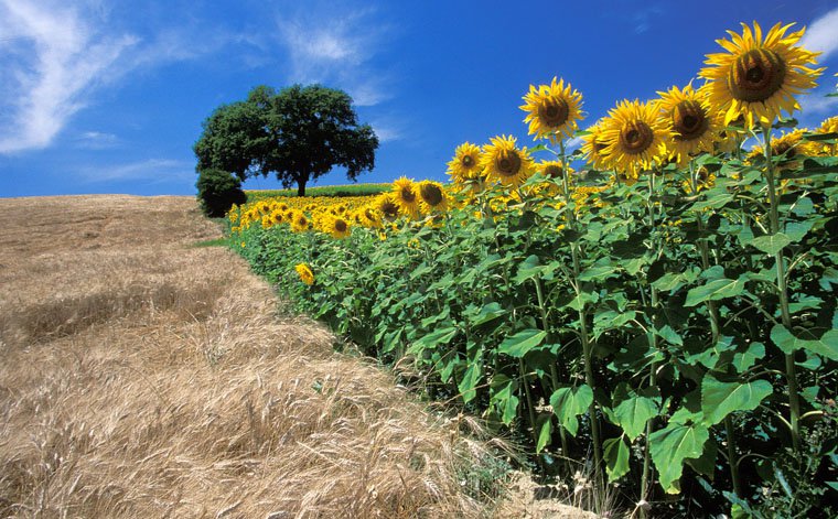 Asciano