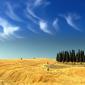 Cypresses in Val d'Orcia