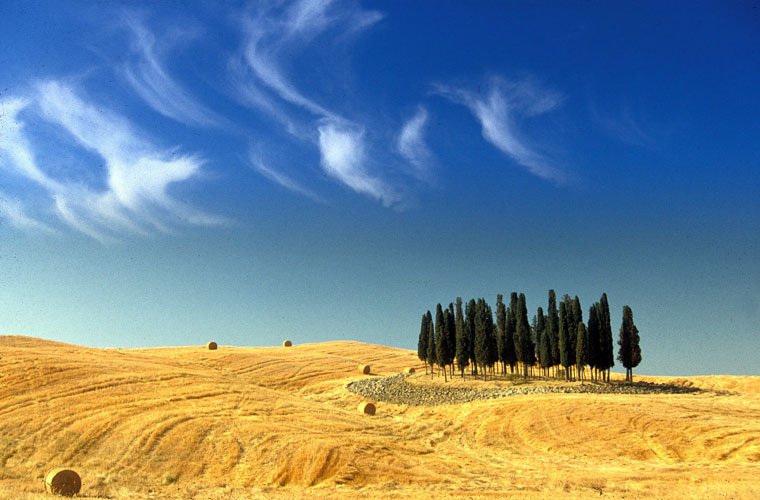 Cypresses in Val d'Orcia