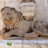 Lions in San Quirico Val d'Orcia